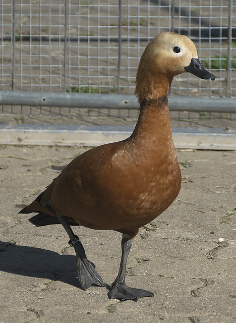 术成功
